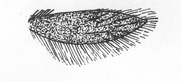 Vleugeltekening van een Eriocranide. Achtervleugel.